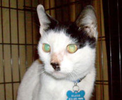 kitler 2