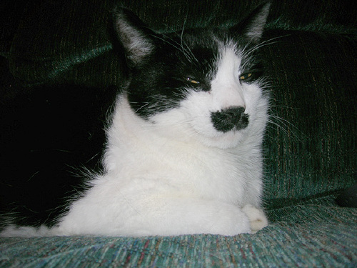 http://www.catsthatlooklikehitler.com/kitler/pics/kitler1217.jpg