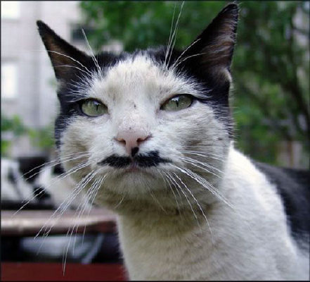 kitler1221.jpg