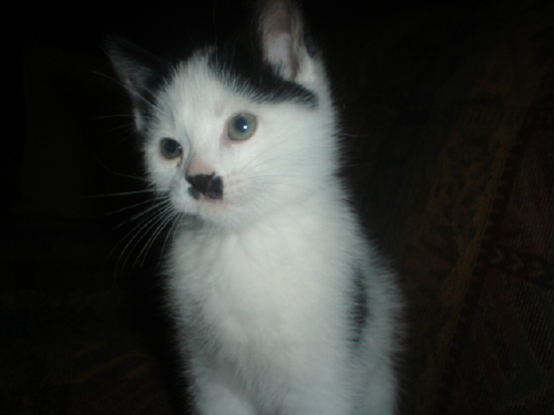 kitler1285.jpg