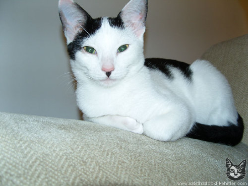 http://www.catsthatlooklikehitler.com/kitler/pics/kitler1505.jpg