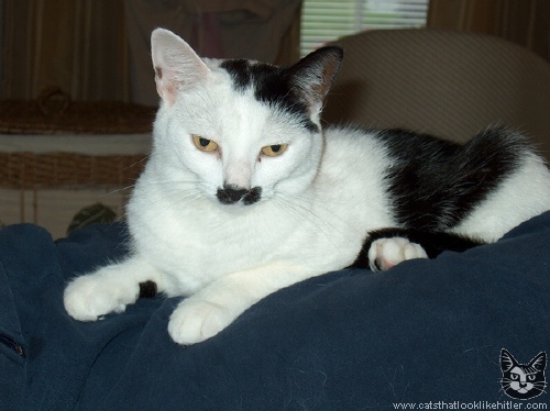http://www.catsthatlooklikehitler.com/kitler/pics/kitler1640.jpg
