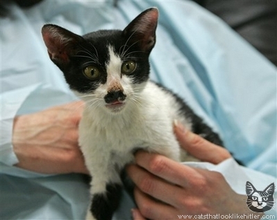 http://www.catsthatlooklikehitler.com/kitler/pics/kitler2047.jpg