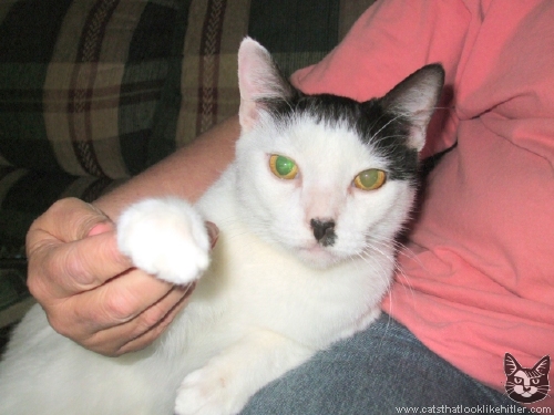 http://www.catsthatlooklikehitler.com/kitler/pics/kitler2399.jpg