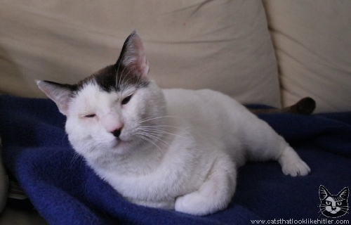 http://www.catsthatlooklikehitler.com/kitler/pics/kitler2416.jpg