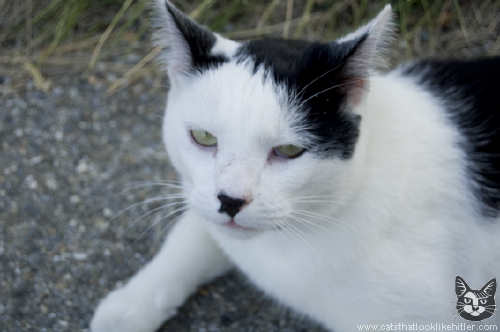 kitler2655.jpg