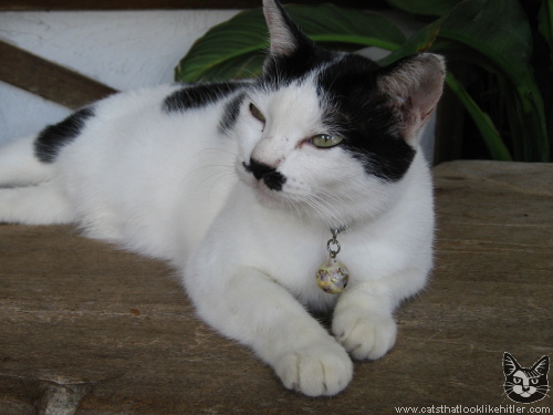 http://www.catsthatlooklikehitler.com/kitler/pics/kitler2844.jpg