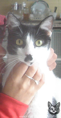 Cats that look like Hitler