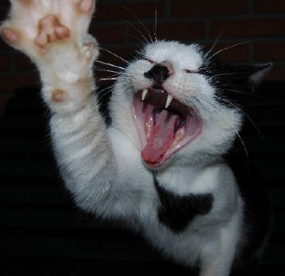kitler359.jpg
