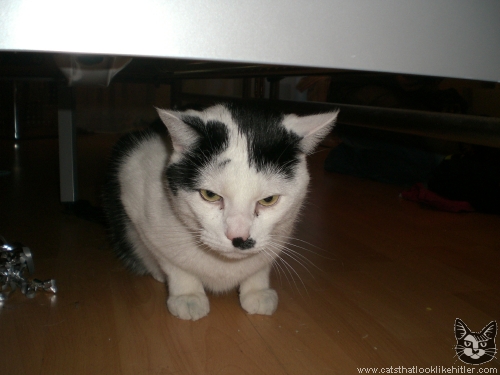 Adolf Hitler; the cats are Adolf Hitler; the cats are