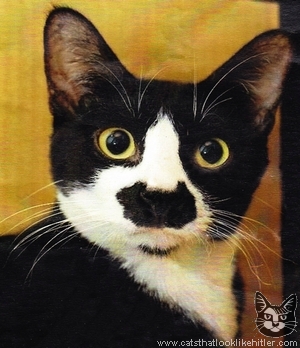 This cat looks like Oliver Hardy, not Mein Fuhrer.