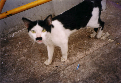 http://www.catsthatlooklikehitler.com/kitler/pics/kitler469.jpg