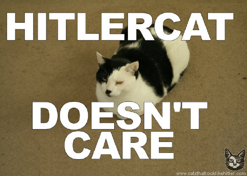 Hilter Cat Doesn't Care
