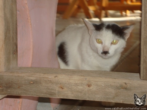 kitler4823.jpg