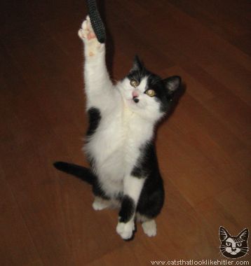 kitler4972.jpg