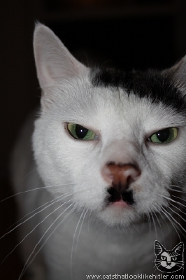 http://www.catsthatlooklikehitler.com/kitler/pics/kitler5249.jpg