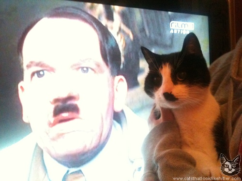 http://www.catsthatlooklikehitler.com/kitler/pics/kitler5364.jpg