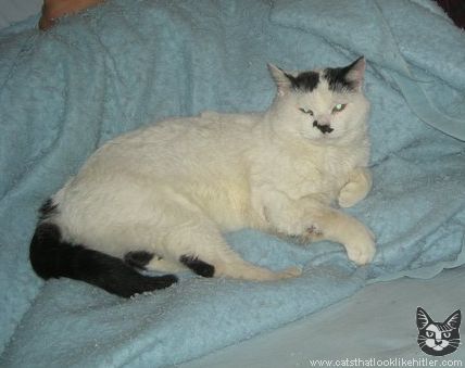 [img width=428 height=339]http://www.catsthatlooklikehitler.com/kitler/pics/kitler5659.jpg[/img]