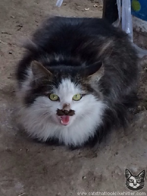 kitler8837.jpg