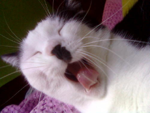 http://www.catsthatlooklikehitler.com/kitler/pics/kitler896.jpg