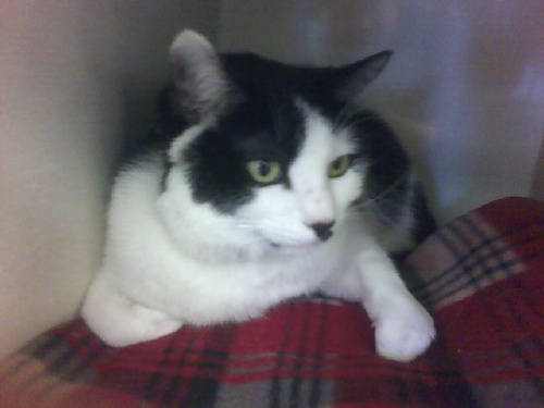 Kitler912