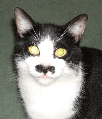 http://www.catsthatlooklikehitler.com/kitler/pics/kitler922.jpg