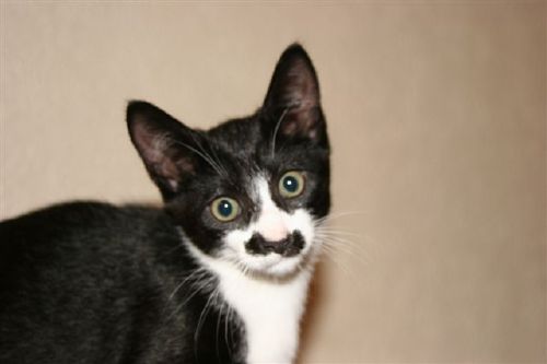 Kitler929