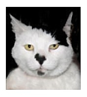 Like Hitler Kitler