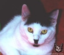 http://www.catsthatlooklikehitler.com/kitler/pics/thumbnails/kitler1466.jpg