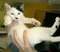 http://www.catsthatlooklikehitler.com/kitler/pics/thumbnails/kitler289.jpg