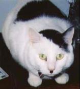 http://www.catsthatlooklikehitler.com/kitler/pics/thumbnails/kitler8.jpg